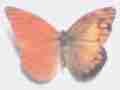 Appias nero (bilateral gynandromorph 22789) Internet Image property of respective owner, non-commercial use only